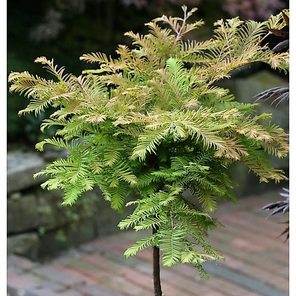 Hochstamm Urweltmammutbaum Miss Grace 80-100cm - Metasequoia glyptostroboid günstig online kaufen