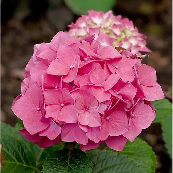 Bauernhortensie Red Baron 40-60cm - Hydrangea macrophylla günstig online kaufen