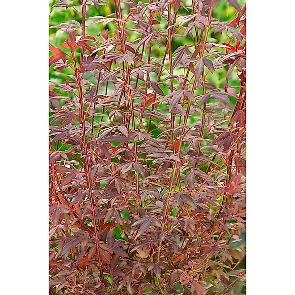 Acer Palmatum Brands Dwarf Japanischer Ahorn 60 cm Stammhöhe günstig online kaufen
