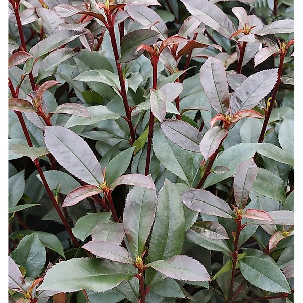 Glanzmispel Devils Dream 80-100cm - Photinia fraseri günstig online kaufen