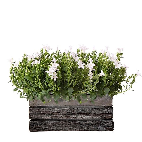 Exotenherz Campanula Addenda Ambella Glockenblume Weiß Holzschale mit 2 Gar günstig online kaufen