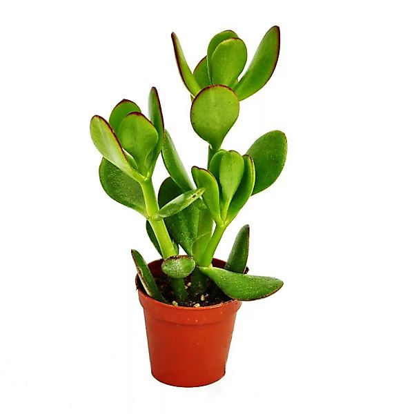Exotenherz Crassula Portulacea Geldbaum im 5,5cm Topf günstig online kaufen