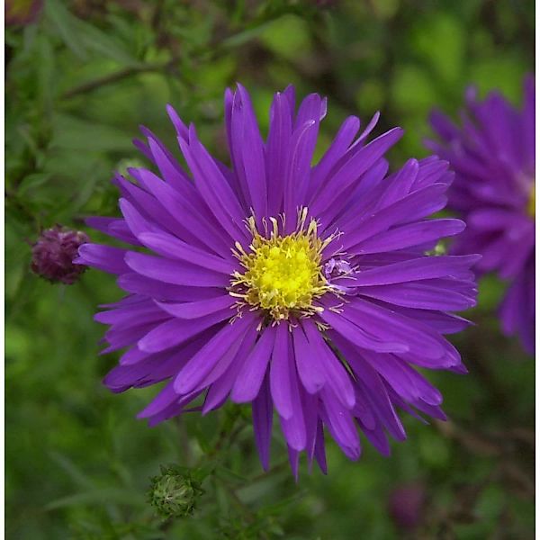 Rauhblattaster Blauglut - Aster novi belgii günstig online kaufen