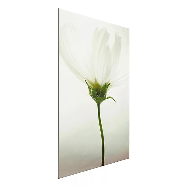 Alu-Dibond Bild Blumen - Hochformat 2:3 Weiße Cosmea günstig online kaufen