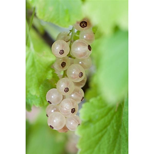 Ribes Rubrum Blanka Weiße Johannisbeere 60 Cm Stammhöhe günstig online kaufen