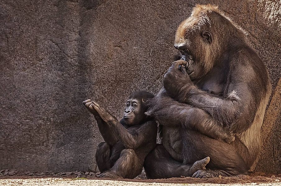 Wandkraft | Wanddekoration Gorillas günstig online kaufen