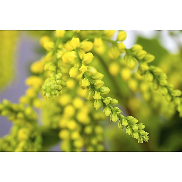 Chiastophyllum Oppositifolium Goldtröpfchen Ca. 9x9 cm Topf günstig online kaufen