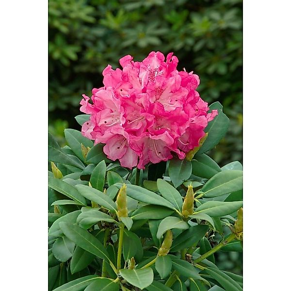 Rhododendron Yak. Graf Anton Günther Rosa Blüten 80 cm Stammhöhe günstig online kaufen