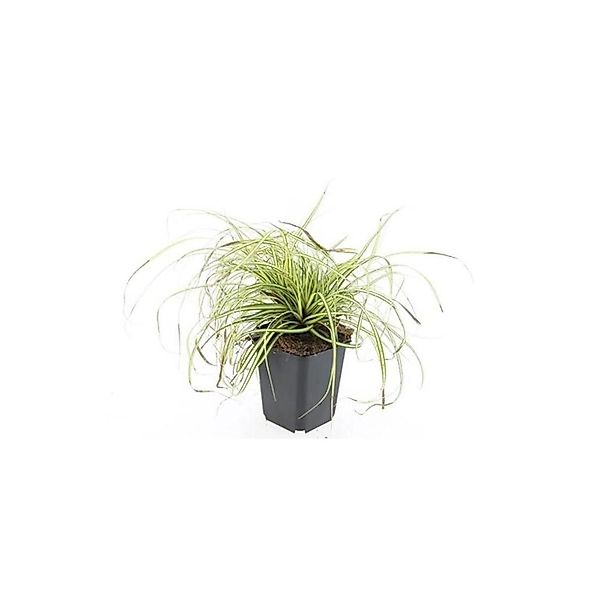 Exotenherz Ziergras Gold Segge Carex Oshimensis Evergold 9cm Topf Set mit 6 günstig online kaufen