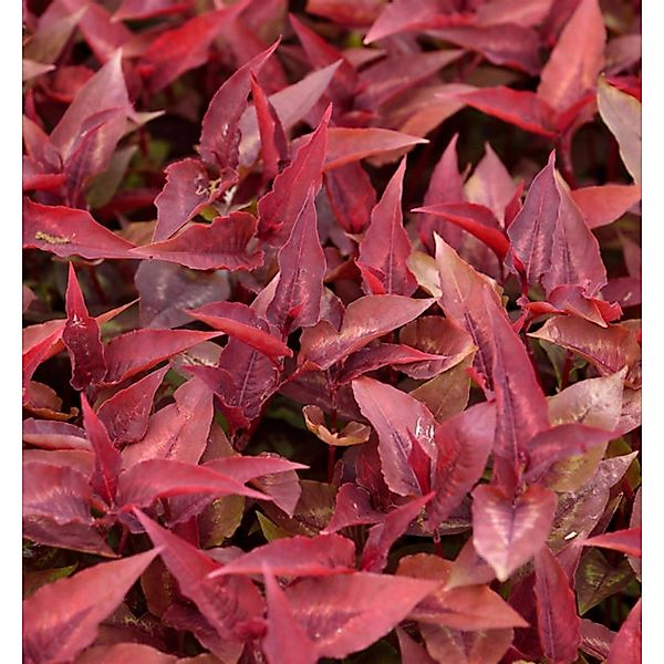 Knöterich Dragons Eye - Persicaria microcephala günstig online kaufen