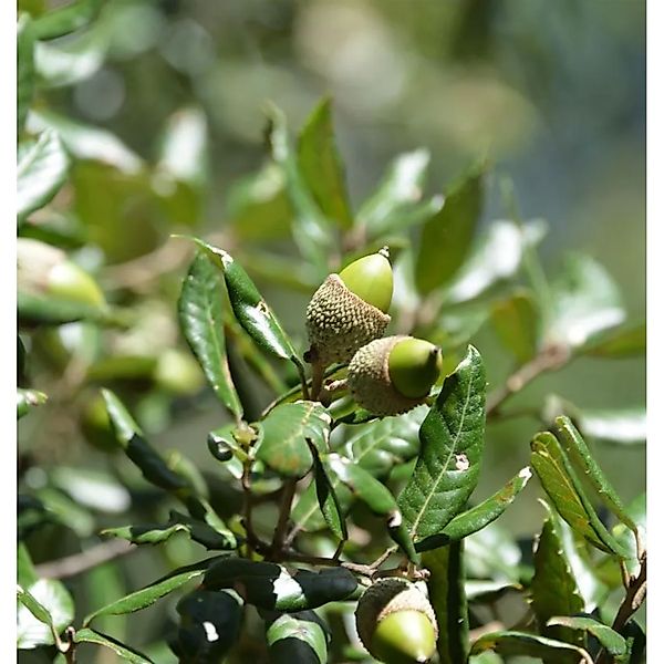 Immergrüne Stein Eiche 60-80cm - Quercus ilex günstig online kaufen