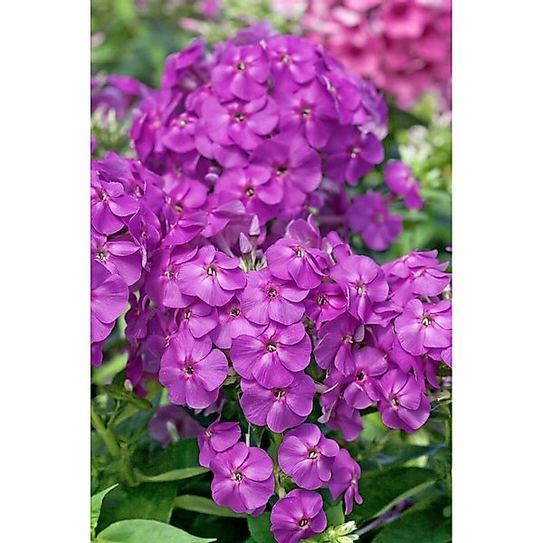 Phlox Pan.Flame-Ser.Lilac Flame R Ca. 11x11 cm Topf günstig online kaufen