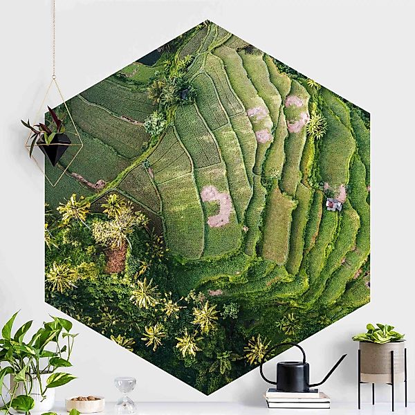 Hexagon Fototapete selbstklebend Grüne Terassen günstig online kaufen