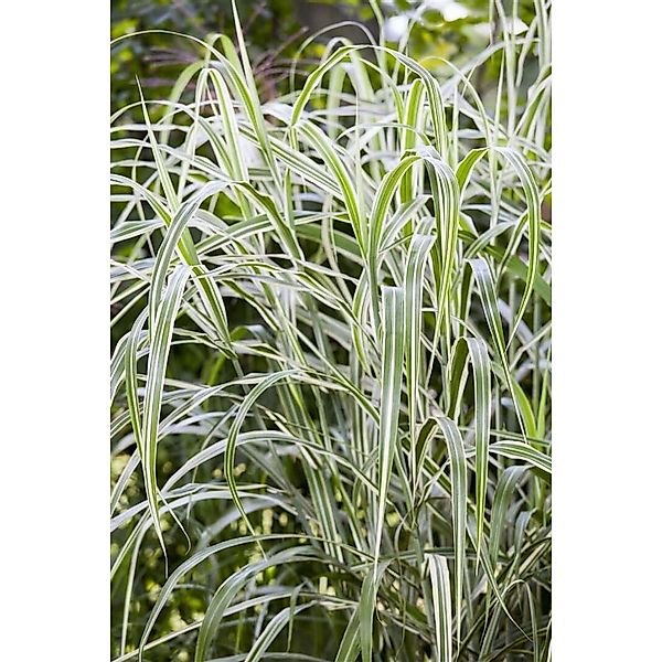 Miscanthus Sinensis Cosmopolitan Chinaschilf Grün-Weiß 3-5 L Container günstig online kaufen