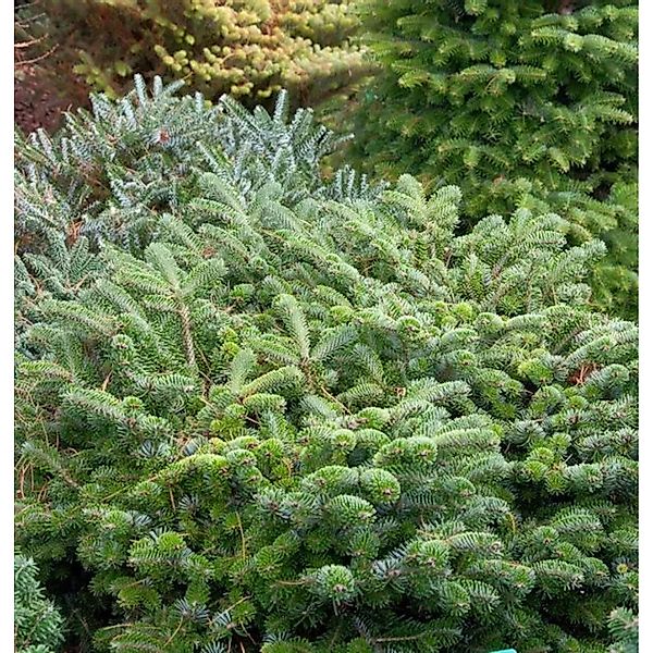 Zwerg Nordmanntanne Münsterland 25-30cm - Abies nordmanniana günstig online kaufen