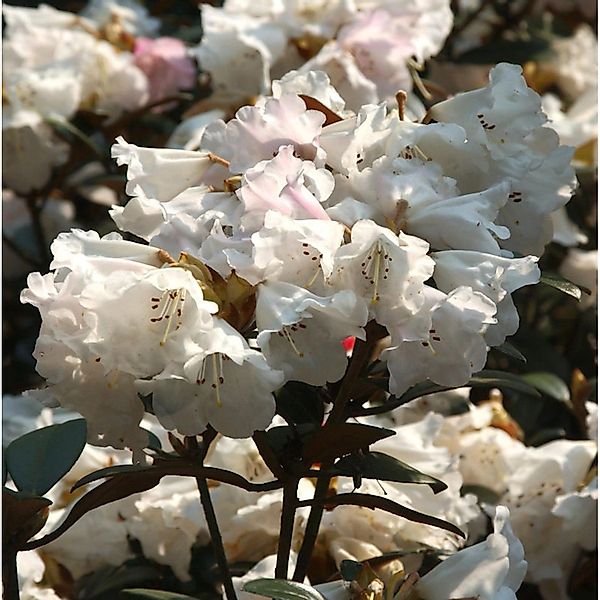 Großblumige Rhododendron Queen Bee 50-60cm - Alpenrose günstig online kaufen