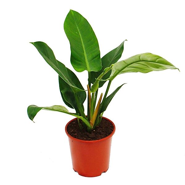 Exotenherz Philodendron Imperial Green 19cm Topf günstig online kaufen