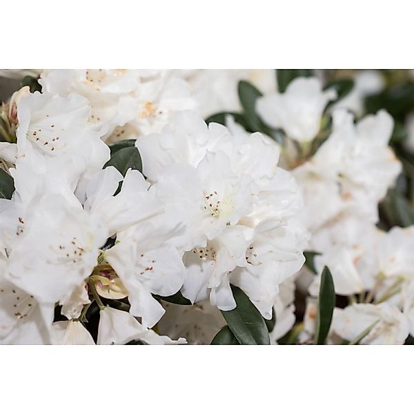 Rhododendron Roxieanum Var. Oreonastes Immergrün 30–40 cm günstig online kaufen
