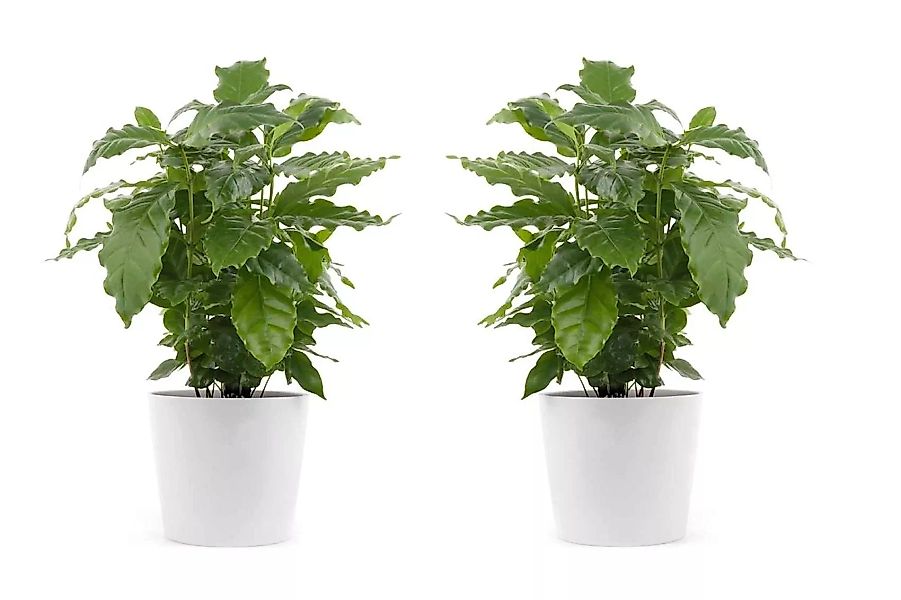 Perfect Plant | 2er Set Coffea Arabica Kaffeepflanzen günstig online kaufen
