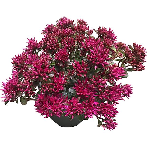 GROW by OBI Fettblatt Spot on Pink Höhe ca. 20 cm Sedum spurium günstig online kaufen
