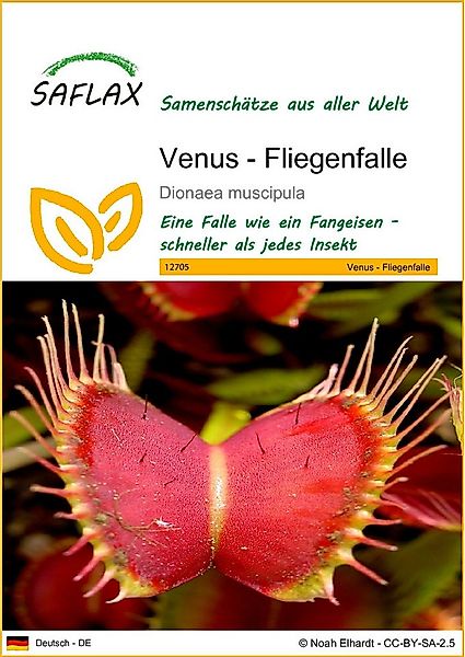 SAFLAX Blumensamen SAFLAX - Samen - Venus - Fliegenfalle günstig online kaufen