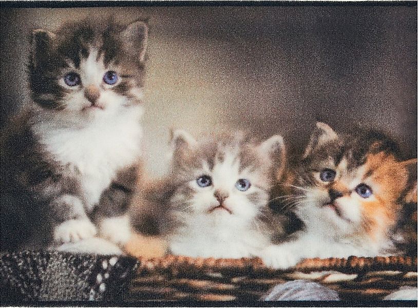 Andiamo Fußmatte "Modern" rechteckig 6,5 mm Höhe Schmutzfangmatte, bedruckt günstig online kaufen