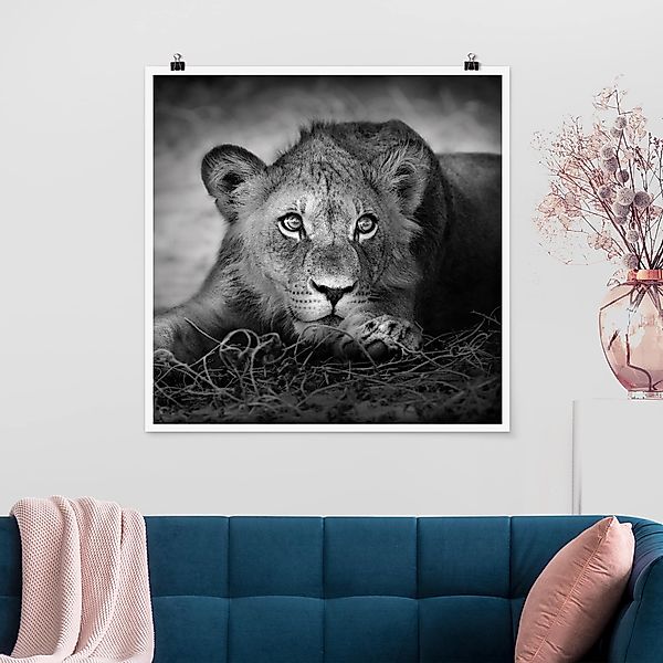 Poster - Quadrat Lurking Lionbaby günstig online kaufen