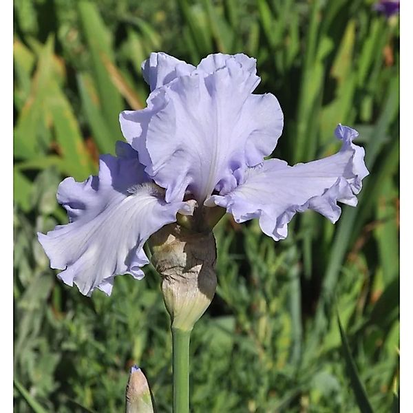Schwertlilie Babbeling Brooke - Iris barbata günstig online kaufen