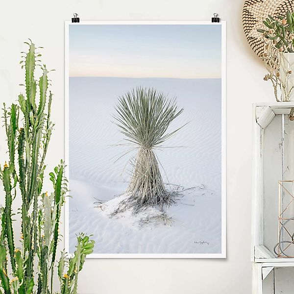 Poster Yucca Palme in weißem Sand günstig online kaufen