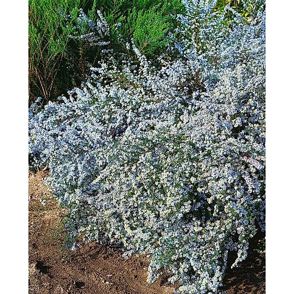 Aster Ericoides Myrtenaster Blue Wonder Ca 11x11 cm Topf günstig online kaufen