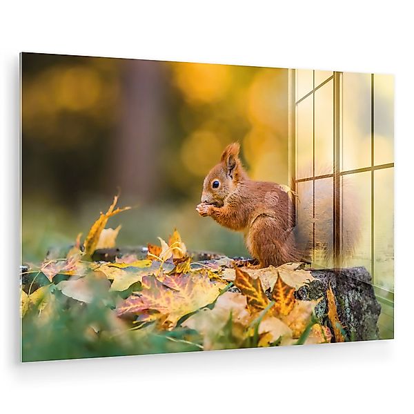 MuchoWow Acrylglasbild Eichhörnchen - Herbst - günstig online kaufen