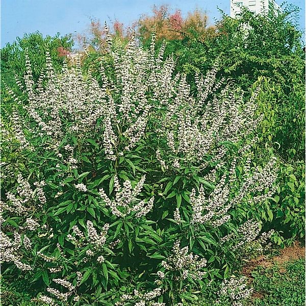 Vitex Agnus-Castus Mönchspfeffer Latifolia Alba 40-60 cm günstig online kaufen
