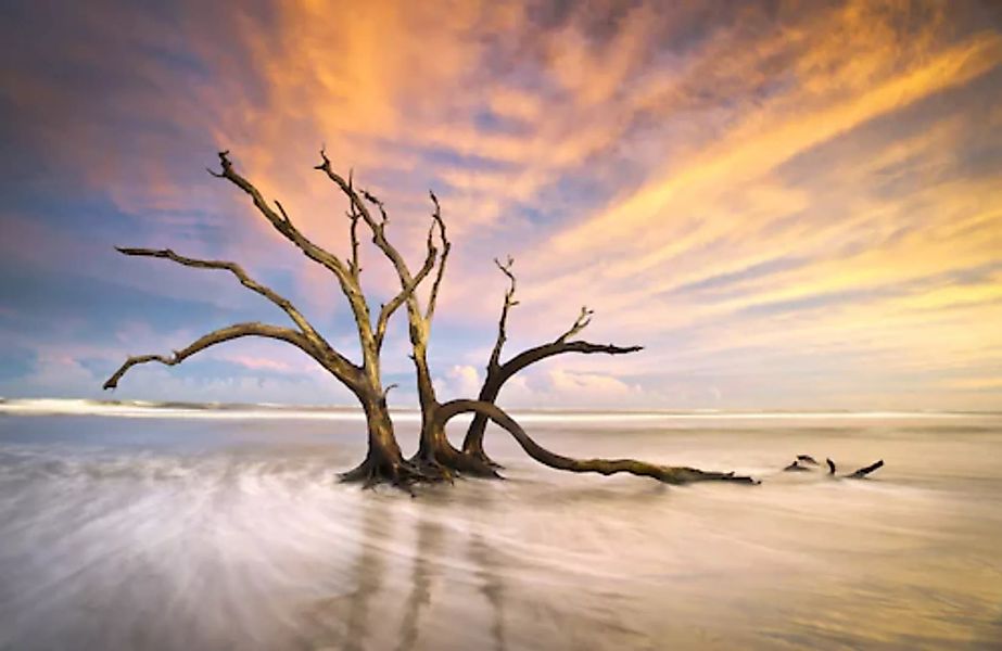 Papermoon Fototapete »Torheit Strand toter Baum« günstig online kaufen