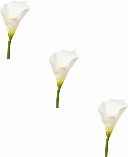 Creativ green Kunstblume "Calla" günstig online kaufen