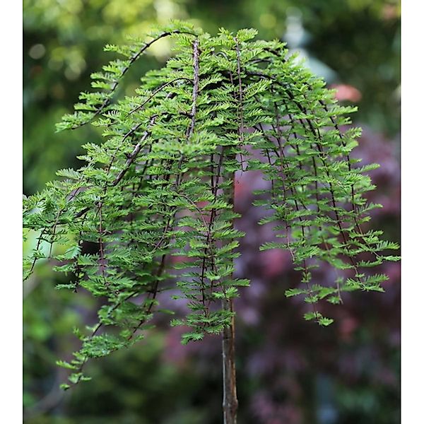 Hochstamm Hängesumpfzypresse 125-150cm - Taxodium distichum günstig online kaufen