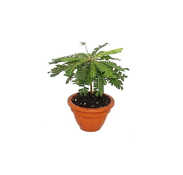 Exotenherz Zimmerpflanze Biophytum sensitivum Südseepalme 9cm Topf Die Pfla günstig online kaufen