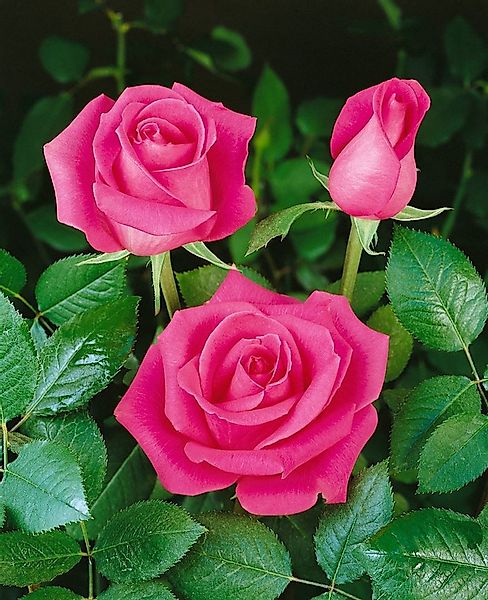 Pflanzen für Dich Rose Rosa Ballerina günstig online kaufen