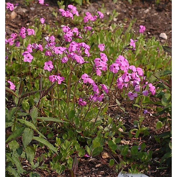 Hohe Flammenblume Jules Sandeau - Phlox Paniculata günstig online kaufen