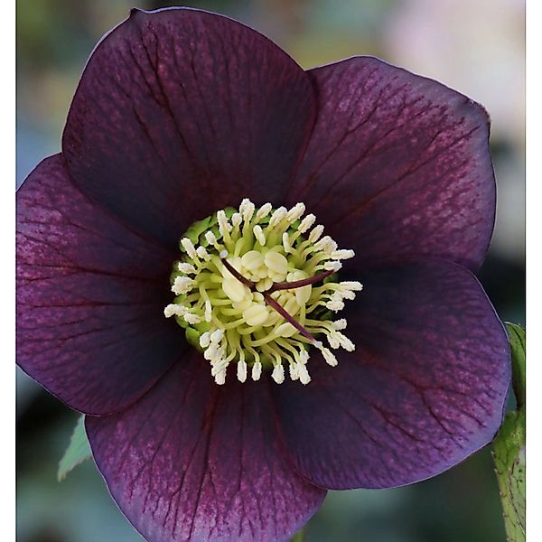 Christrose Lenzrose Blue Metallic Lady - Helleborus orientalis günstig online kaufen