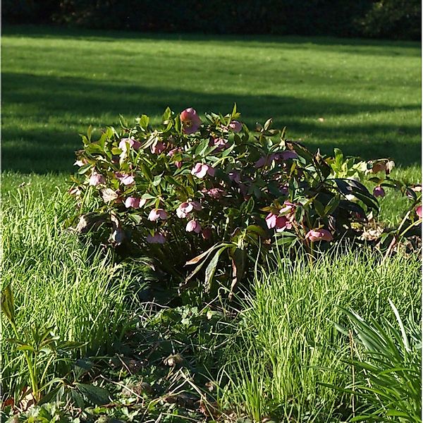 Christrose Lenzrose Red Spotted Lady - Helleborus orientalis günstig online kaufen