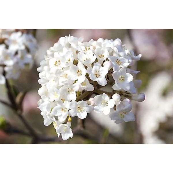 Viburnum Carlesii Aurora Duft-Schneeball Rosa-Weiß 125–150 cm günstig online kaufen