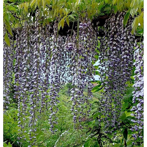 Blauregen Violacea Plena 60-80cm - Wisteria floribunda günstig online kaufen