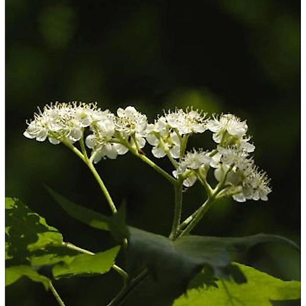 Erlenblättrige Eberesche Red Bird 80-100cm - Sorbus alnifolia günstig online kaufen