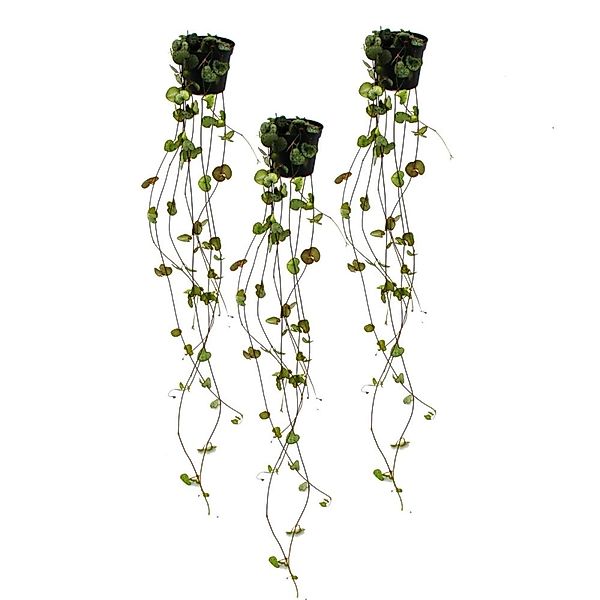 Exotenherz Zimmerpflanze 3er Set Ceropegia woodii, Leuchterblume günstig online kaufen