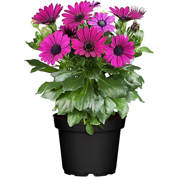 Kapkörbchen Margerita Rosa/Pink Topf-Ø 12 cm Osteospermum ecklonis günstig online kaufen