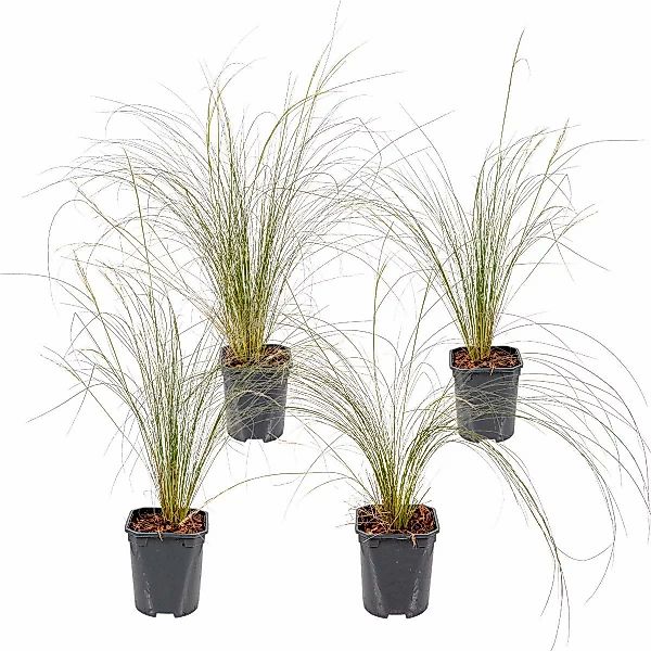 Casa Caron | Satz von 4 Stipa Tenuifolia günstig online kaufen