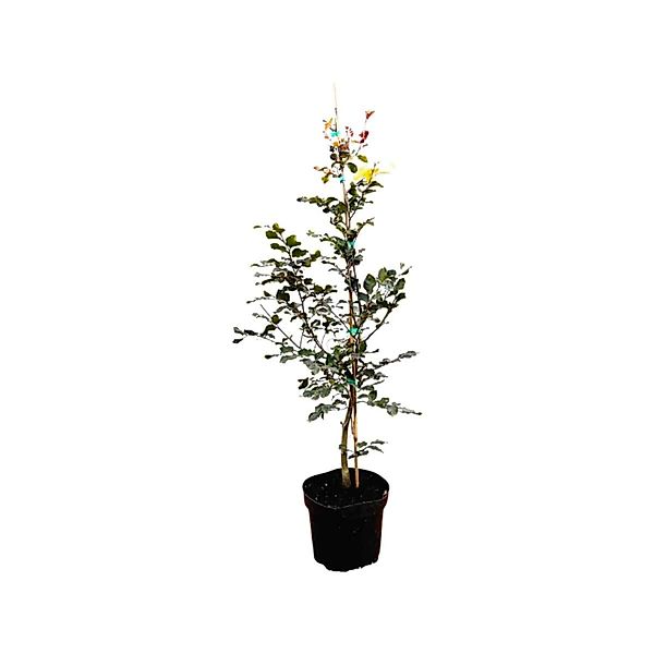 Fagus sylvatica 'Purpurea' 60-100 cm günstig online kaufen