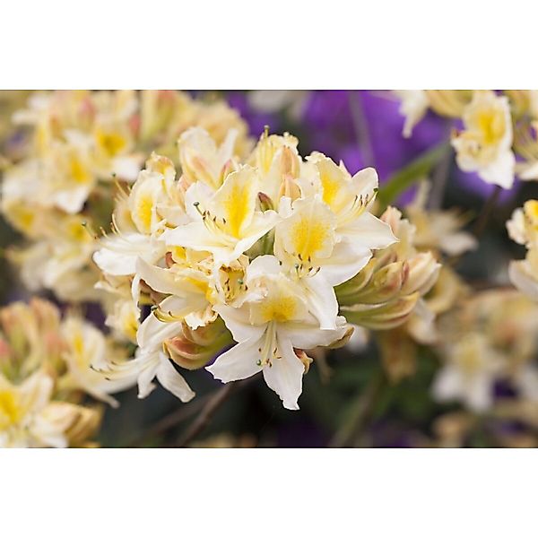 Rhododendron Luteum Daviesii Gelb 50–60 cm günstig online kaufen