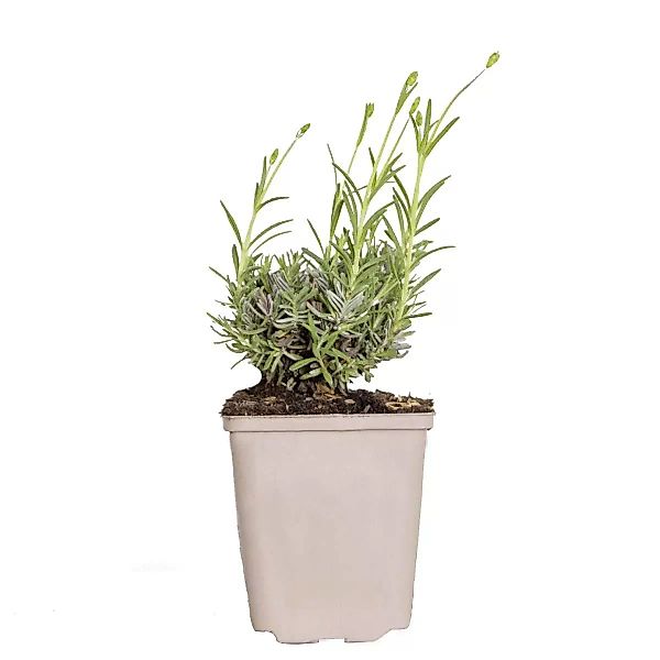 Casa Caron | Lavandula angustifolia Hidcotea günstig online kaufen