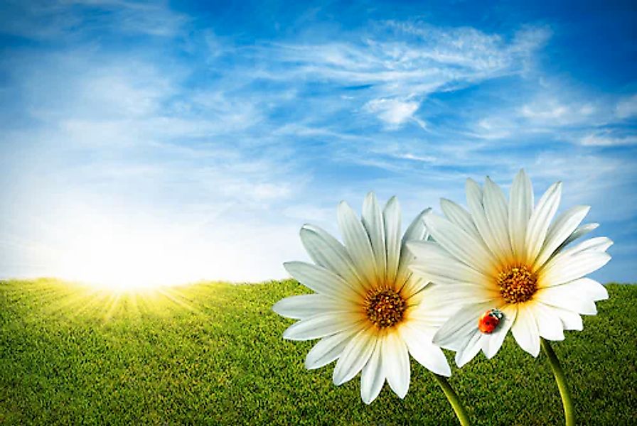 Papermoon Fototapete »Spring Daisies« glatt günstig online kaufen